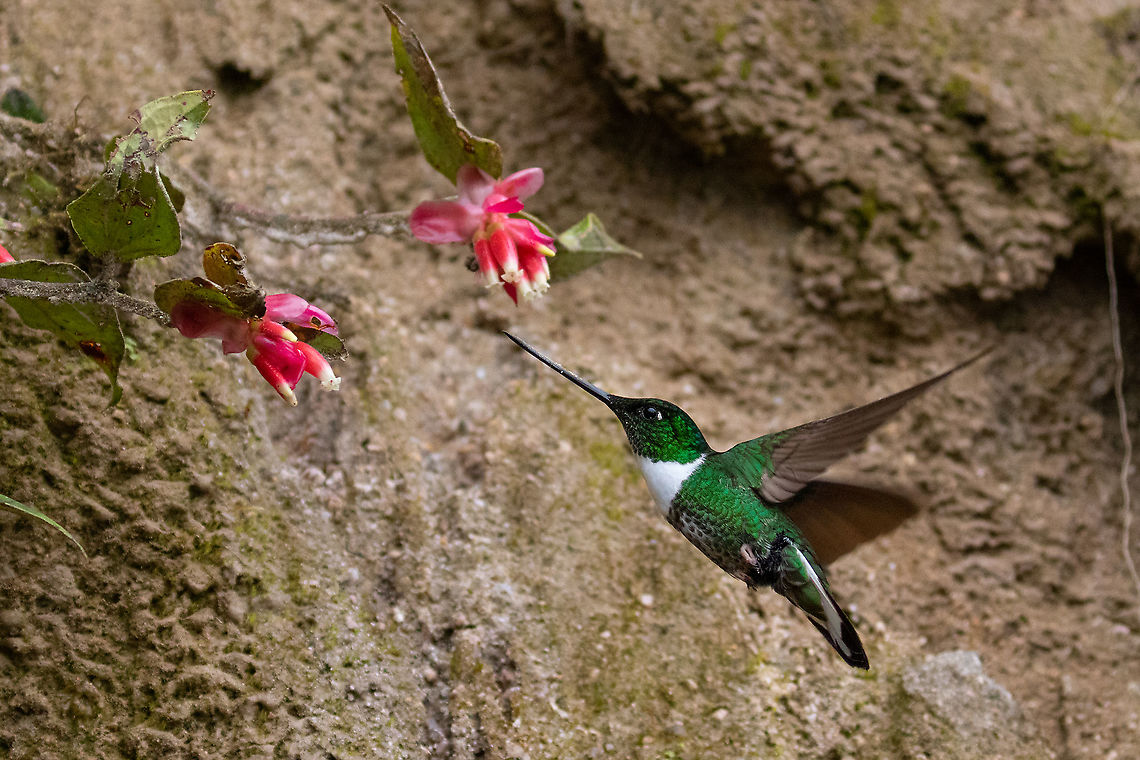 Collared inca (Coeligena torquata) PN Yanachaga Chemill&eacute;n - San Alberto, Pasco, Peru. Mar 13, 2020 Coeligena torquata,Collared inca,Geotagged,Peru,Summer