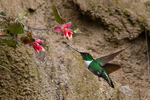 Collared inca (Coeligena torquata) PN Yanachaga Chemill&eacute;n - San Alberto, Pasco, Peru. Mar 13, 2020 Coeligena torquata,Collared inca,Geotagged,Peru,Summer