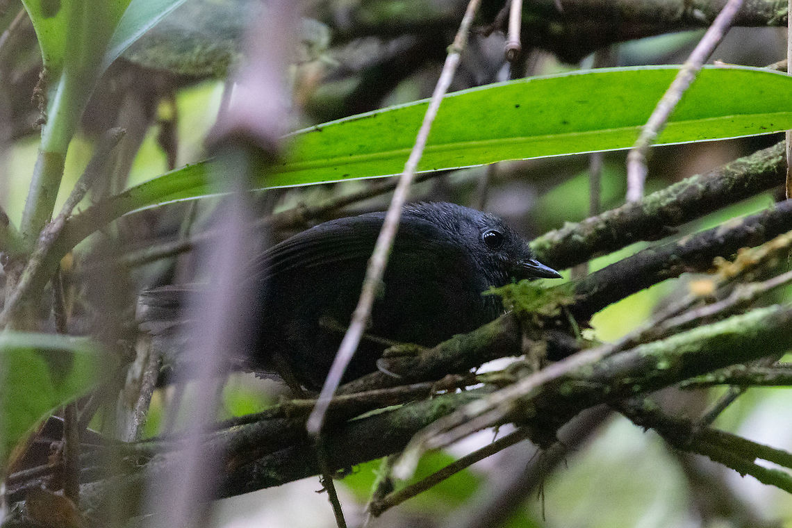 Tschudi's tapaculo (Scytalopus acutirostris) PN Yanachaga Chemill&eacute;n - San Alberto, Pasco, Peru. Mar 15, 2020 Geotagged,Peru,Scytalopus acutirostris,Summer,Tschudis tapaculo