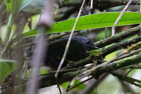 Tschudi's tapaculo (Scytalopus acutirostris) PN Yanachaga Chemillén - San Alberto, Pasco, Peru. Mar 15, 2020 Geotagged,Peru,Scytalopus acutirostris,Summer,Tschudis tapaculo