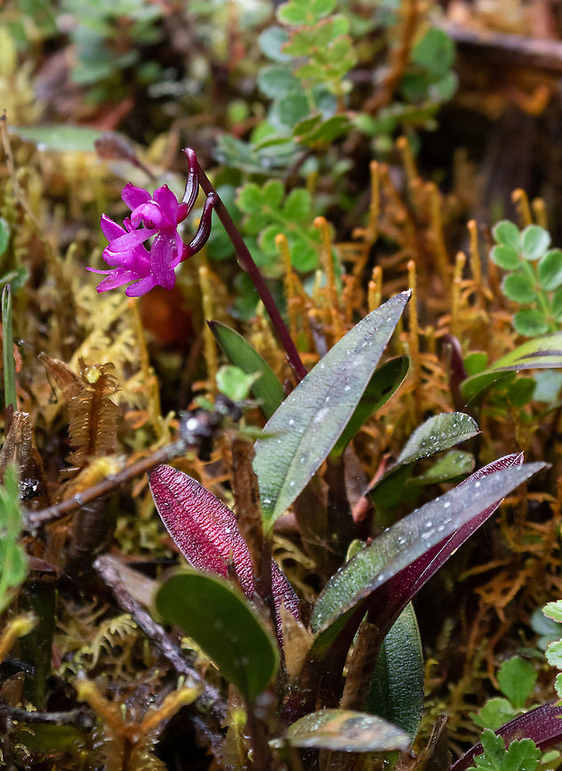 Epidendrum becerrae (Orchidaceae) PN Yanachaga Chemill&eacute;n - San Alberto, Pasco, Peru. Mar 13, 2020 Epidendrum becerrae,Geotagged,Peru,Summer,Winter
