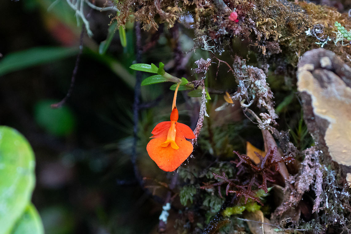 Fernandezia subbiflora (Orchidaceae) PN Yanachaga Chemill&eacute;n - San Alberto, Pasco, Peru. Mar 13, 2020 Fernandezia subbiflora,Geotagged,Peru,Summer