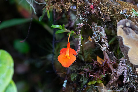 Fernandezia subbiflora (Orchidaceae) PN Yanachaga Chemill&eacute;n - San Alberto, Pasco, Peru. Mar 13, 2020 Fernandezia subbiflora,Geotagged,Peru,Summer