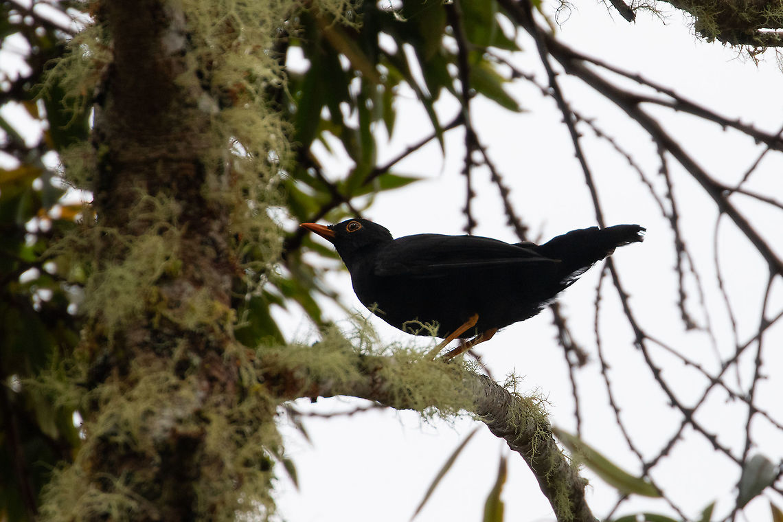 Glossy-black thrush (Turdus serranus) PN Yanachaga Chemill&eacute;n - San Alberto, Pasco, Peru. Mar 14, 2020 Geotagged,Glossy-black thrush,Peru,Summer,Turdus serranus