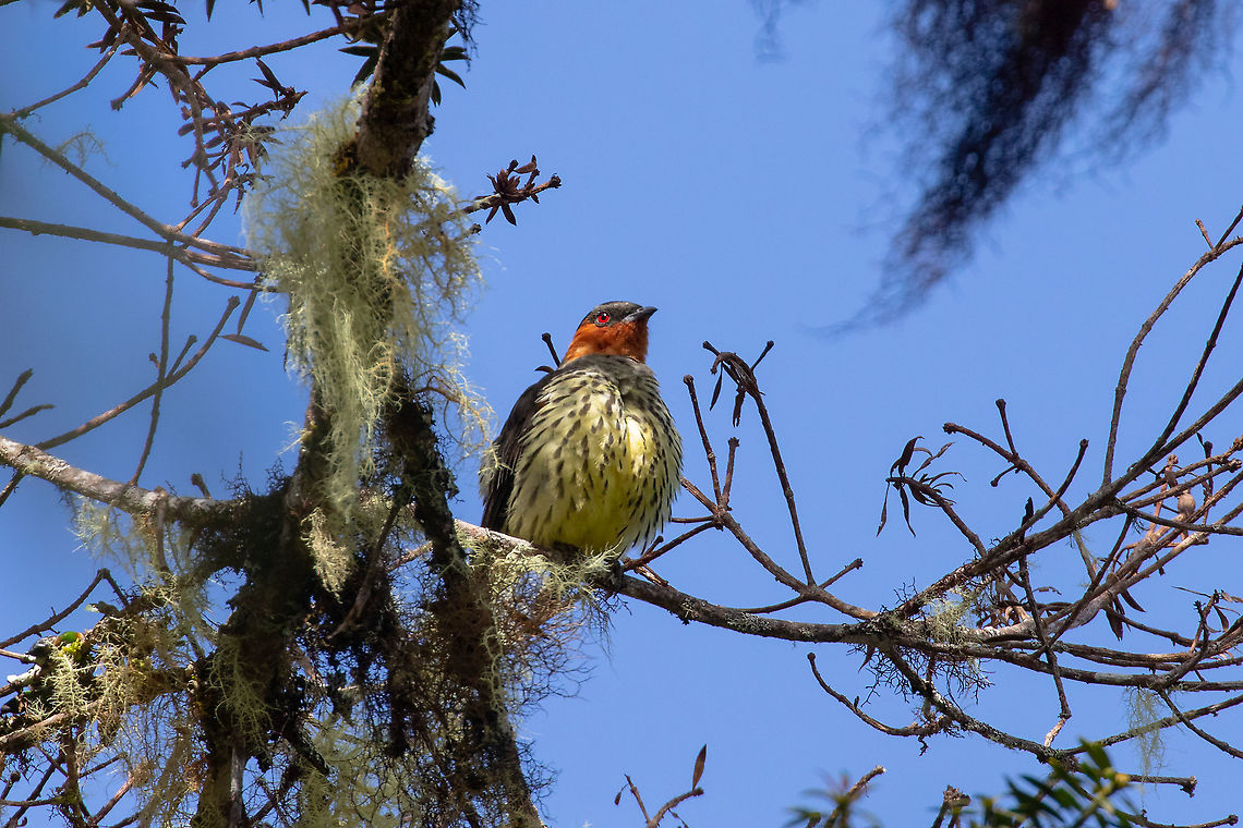 Chestnut-crested cotinga (Ampelion rufaxilla) PN Yanachaga Chemill&eacute;n - San Alberto, Pasco, Peru. Mar 13, 2020 Ampelion rufaxilla,Chestnut-crested cotinga,Geotagged,Peru,Summer
