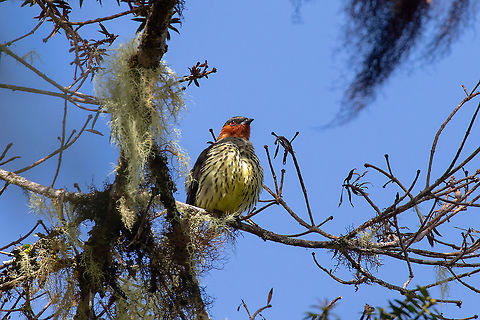 Chestnut-crested cotinga (Ampelion rufaxilla) PN Yanachaga Chemillén - San Alberto, Pasco, Peru. Mar 13, 2020 Ampelion rufaxilla,Chestnut-crested cotinga,Geotagged,Peru,Summer