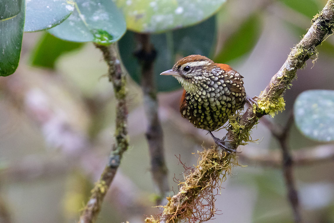 Pearled treerunner (Margarornis squamiger) PN Yanachaga Chemill&eacute;n - San Alberto, Pasco, Peru. Mar 12, 2020 Geotagged,Margarornis squamiger,Pearled treerunner,Peru,Summer