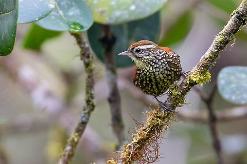Pearled treerunner (Margarornis squamiger) PN Yanachaga Chemill&eacute;n - San Alberto, Pasco, Peru. Mar 12, 2020 Geotagged,Margarornis squamiger,Pearled treerunner,Peru,Summer