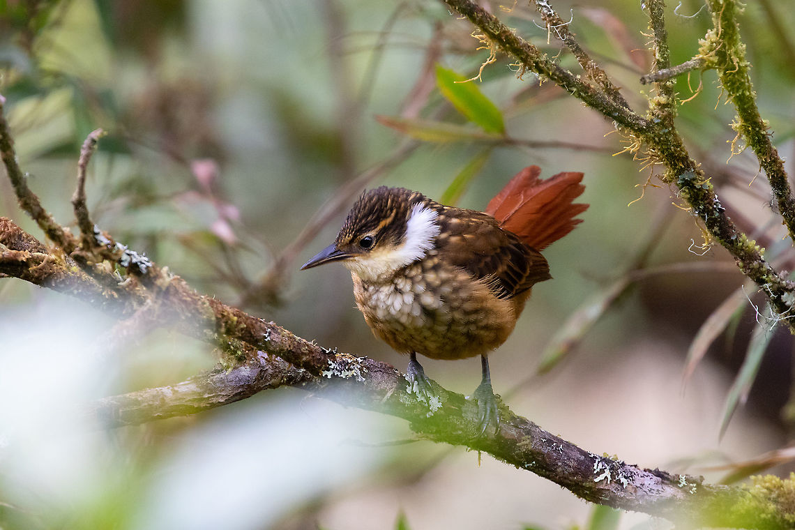 Streaked tuftedcheek (Pseudocolaptes boissonneautii) PN Yanachaga Chemill&eacute;n - San Alberto, Pasco, Peru. Mar 12, 2020 Geotagged,Peru,Pseudocolaptes boissonneautii,Streaked tuftedcheek,Summer
