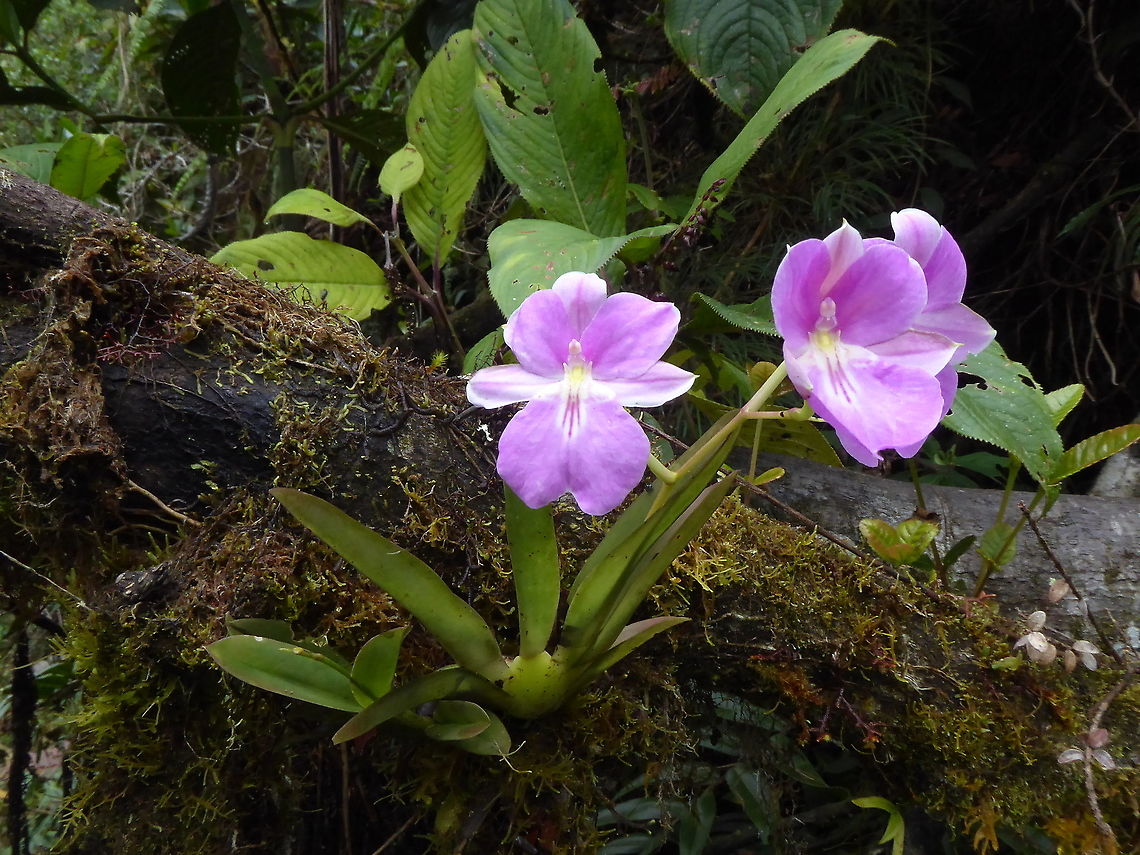 Miltoniopsis bismarckii (Orchidaceae) Chacos, Pasco, Peru. Jan 24, 2020 Geotagged,Miltoniopsis bismarkii,Peru,Summer