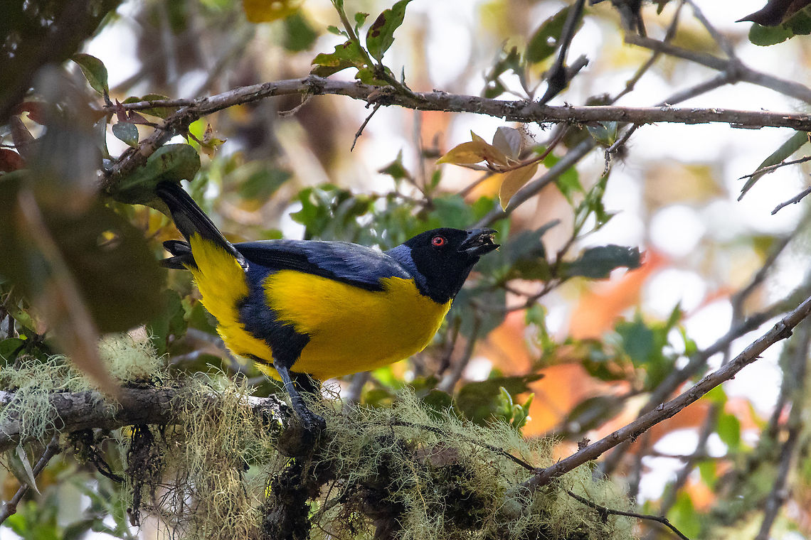 Hooded mountain tanager (Buthraupis montana) PN Yanachaga Chemill&eacute;n - San Alberto, Pasco, peru. Mar 12, 2020 Buthraupis montana,Geotagged,Hooded mountain tanager,Peru,Summer