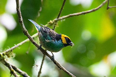 Saffron-crowned tanager