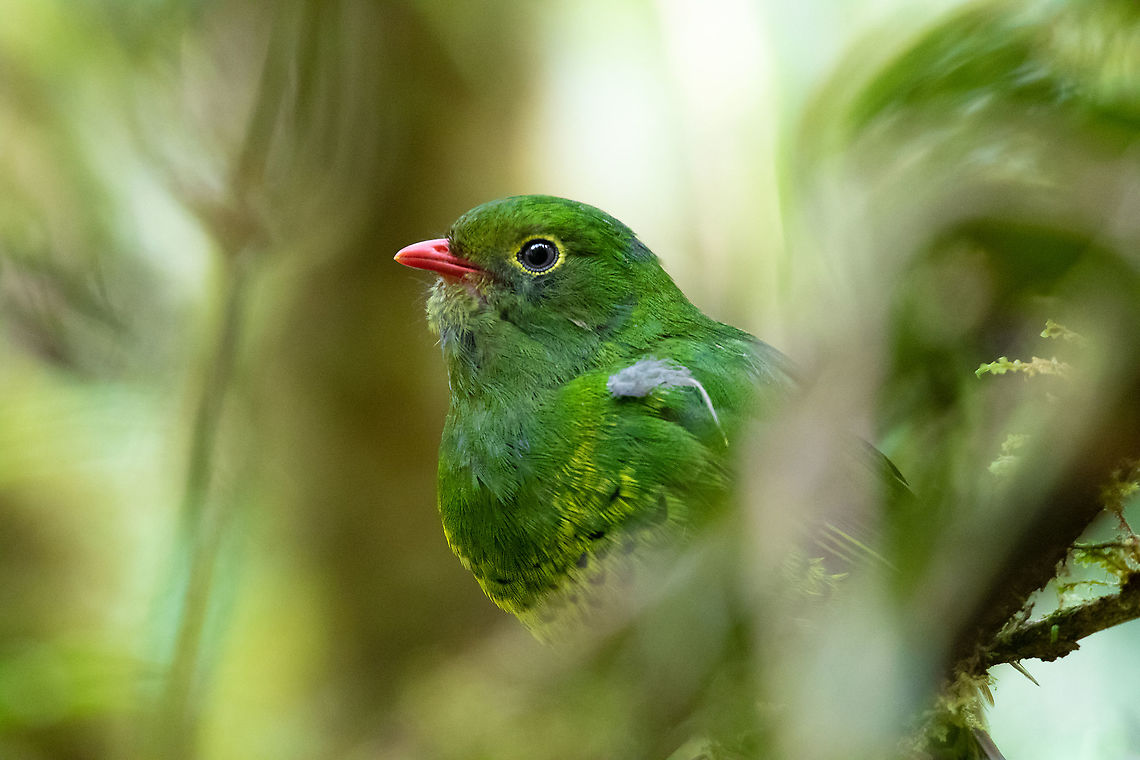 Band-tailed fruiteater (Pipreola intermedia) PNYC - San Alberto, Pasco, Peru. Mar 12, 2020 Band-tailed fruiteater,Geotagged,Peru,Pipreola intermedia,Summer