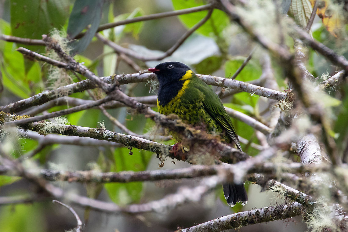Band-tailed fruiteater (Pipreola intermedia) - male PNYC - San Alberto, Pasco, Peru. Mar 12, 2020 Band-tailed fruiteater,Geotagged,Peru,Pipreola intermedia,Summer
