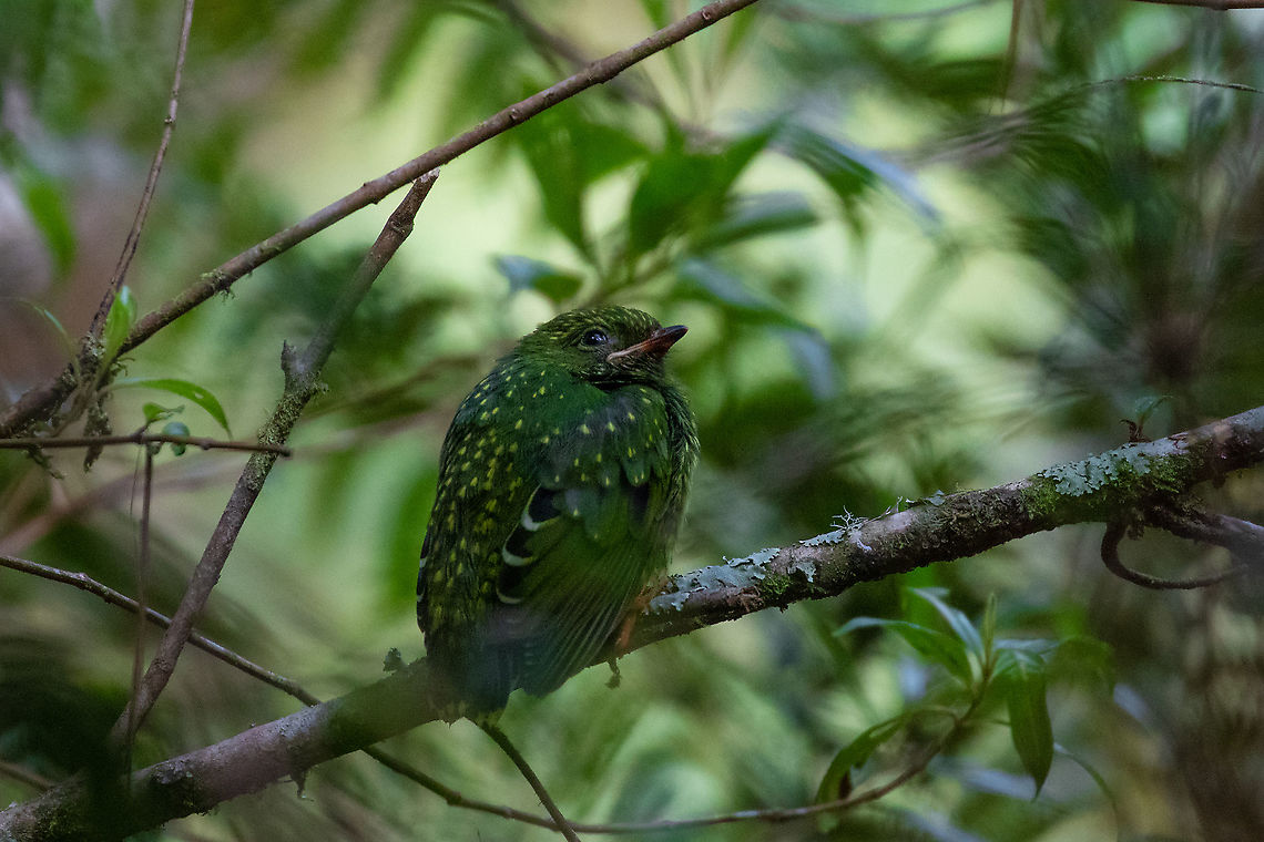 Band-tailed fruiteater (Pipreola intermedia) - fledgling PN Yanachaga Chemill&eacute;n - San Alberto, Pasco, Peru. Mar 12, 2020 Band-tailed fruiteater,Geotagged,Peru,Pipreola intermedia,Summer