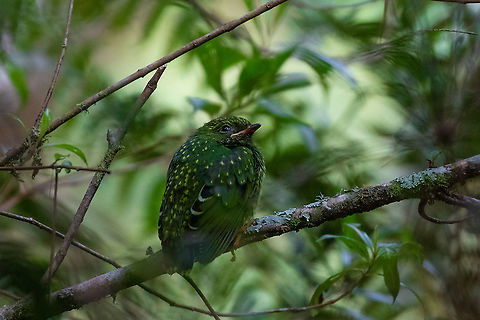 Band-tailed fruiteater (Pipreola intermedia) - fledgling PN Yanachaga Chemill&eacute;n - San Alberto, Pasco, Peru. Mar 12, 2020 Band-tailed fruiteater,Geotagged,Peru,Pipreola intermedia,Summer