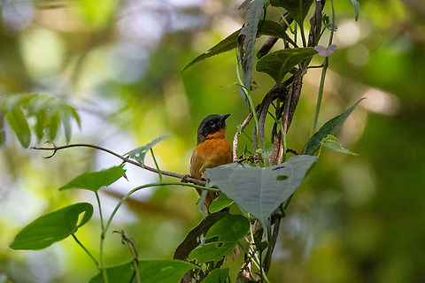 Black-eared hemispingus
