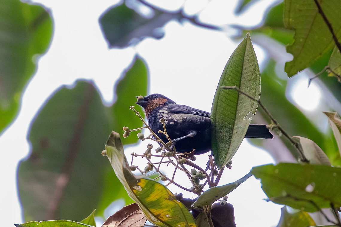 Silver-backed tanager (Tangara viridicollis) PN Yanachaga Chemill&eacute;n - San Alberto, Pasco, Peru. Mar 11, 2020 Geotagged,Peru,Silver-backed tanager,Summer,Tangara viridicollis