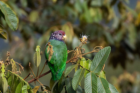 Speckle-faced parrot (Pionus tumultuosus) Oxapampa, Pasco, Peru. Apr 25, 2020 Fall,Geotagged,Peru,Pionus tumultuosus,Speckle-faced parrot