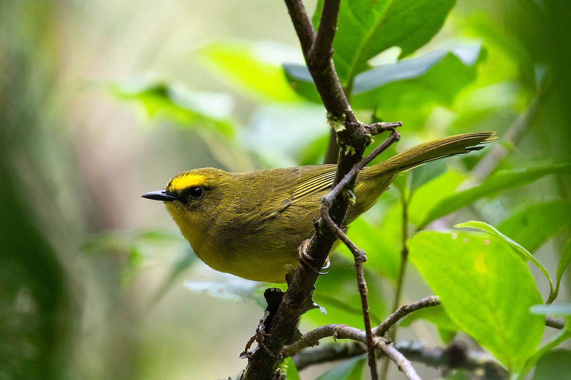 Citrine warbler (Myiothlypis luteoviridis) PNYC - San Alberto, Pasco, Peru. Mar 12, 2020 Citrine warbler,Geotagged,Myiothlypis luteoviridis,Peru,Summer