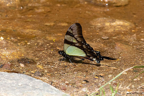 Eurytides serville (Papiilonidae) PNYC - San Alberto, Pasco, Peru. Mar 11, 2020 Eurytides serville,Geotagged,Peru,Summer