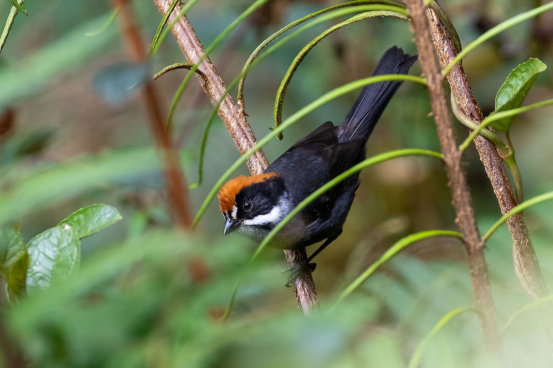 Taczanowski's Brush-finch (Atlapetes taczanowskii) PNYC - San Alberto, Pasco, Peru. Mar 12, 2020 Atlapetes taczanowskii,Geotagged,Peru,Summer,Taczanowski's Brush-finch