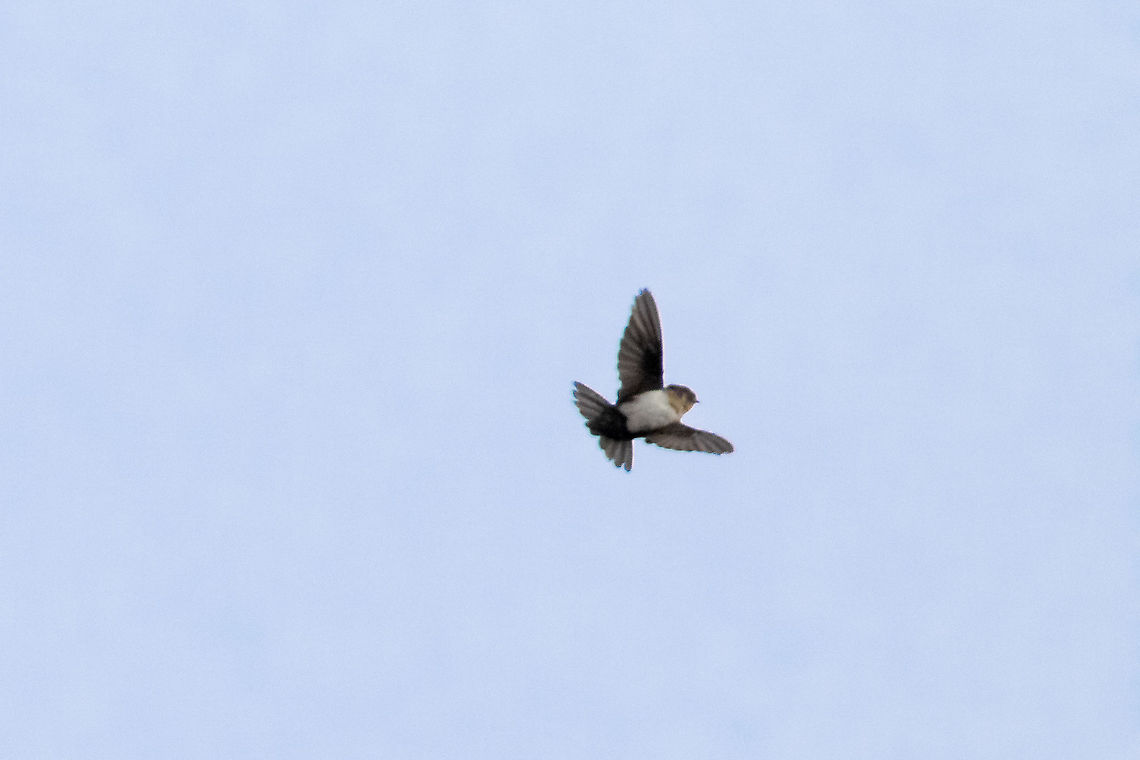 Pale-footed swallow (Orochelidon flavipes) PNYC - San Alberto, Pasco, Peru. Mar 9, 2020 Geotagged,Notiochelidon flavipes,Pale-footed swallow,Peru,Summer