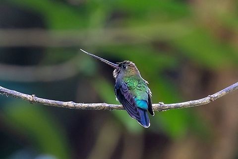 Green-fronted lancebill (Doryfera ludovicae) PNYC - San Alberto, Pasco, Peru. Mar 11, 2020 Doryfera ludovicae,Geotagged,Green-fronted lancebill,Peru,Summer