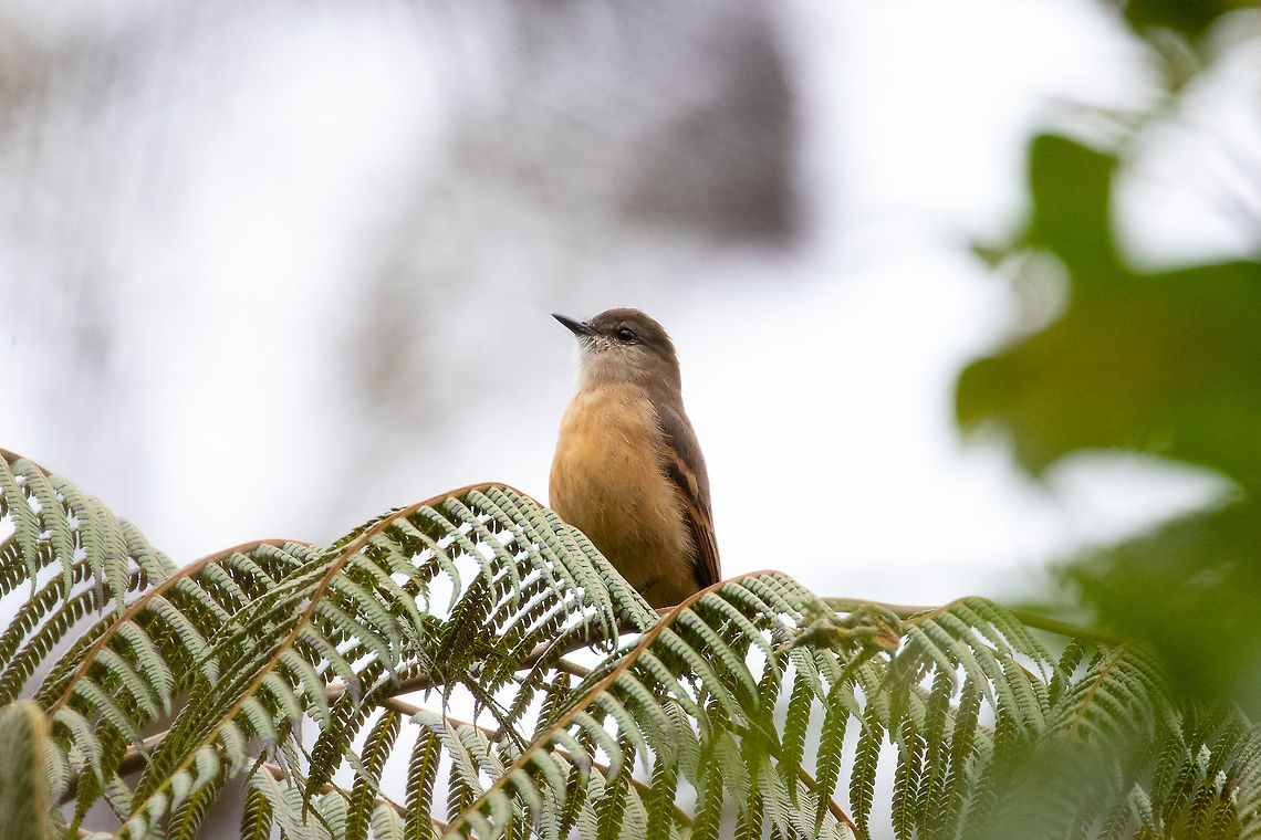Rufous-bellied bush tyrant (Myiotheretes fuscorufus) PNYC - San Alberto, Pasco, Peru. Mar 14, 2020 Geotagged,Myiotheretes fuscorufus,Peru,Rufous-bellied bush tyrant,Summer
