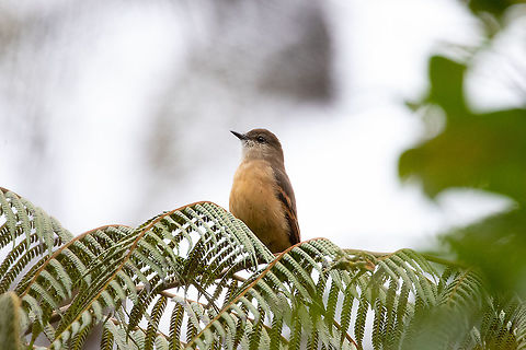 Rufous-bellied bush tyrant (Myiotheretes fuscorufus) PNYC - San Alberto, Pasco, Peru. Mar 14, 2020 Geotagged,Myiotheretes fuscorufus,Peru,Rufous-bellied bush tyrant,Summer
