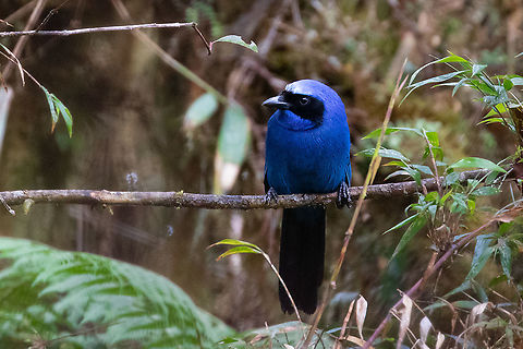 White-collared jay (Cyanolyca viridicyanus) PNYC- San Alberto, Pasco, Peru. Mar 9, 2020 Cyanolyca viridicyanus,Geotagged,Peru,Summer,White-collared jay