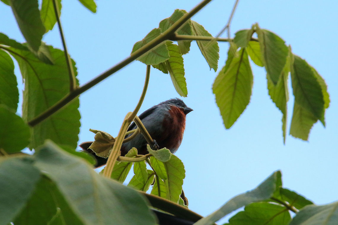 Chestnut-bellied seedeater (Sporophila castaneiventris) Laguna El Oconal, Villa Rica, Pasco, Peru. Jan 17, 2020 Chestnut-bellied seedeater,Geotagged,Peru,Sporophila castaneiventris,Summer