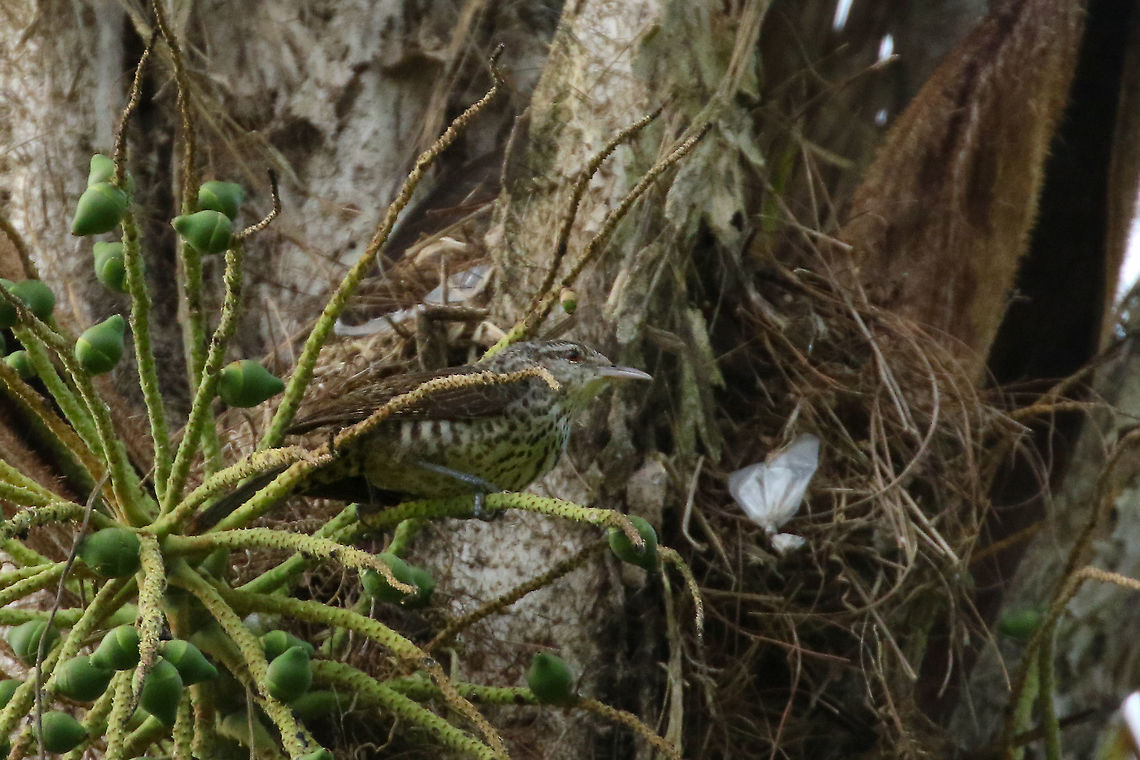 Thrush-like wren (Campylorhynchus turdinus) Laguna El Oconal, Villa Rica, Pasco, Peru. Jan 17, 2020 Campylorhynchus turdinus,Geotagged,Peru,Summer,Thrush-like wren