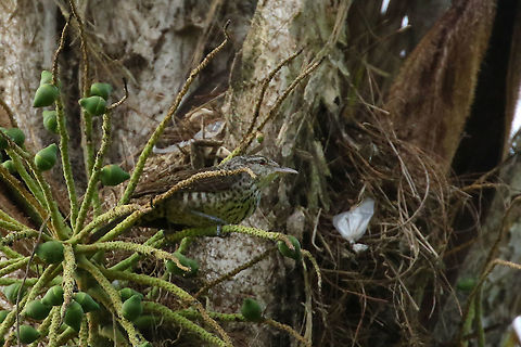 Thrush-like wren (Campylorhynchus turdinus) Laguna El Oconal, Villa Rica, Pasco, Peru. Jan 17, 2020 Campylorhynchus turdinus,Geotagged,Peru,Summer,Thrush-like wren