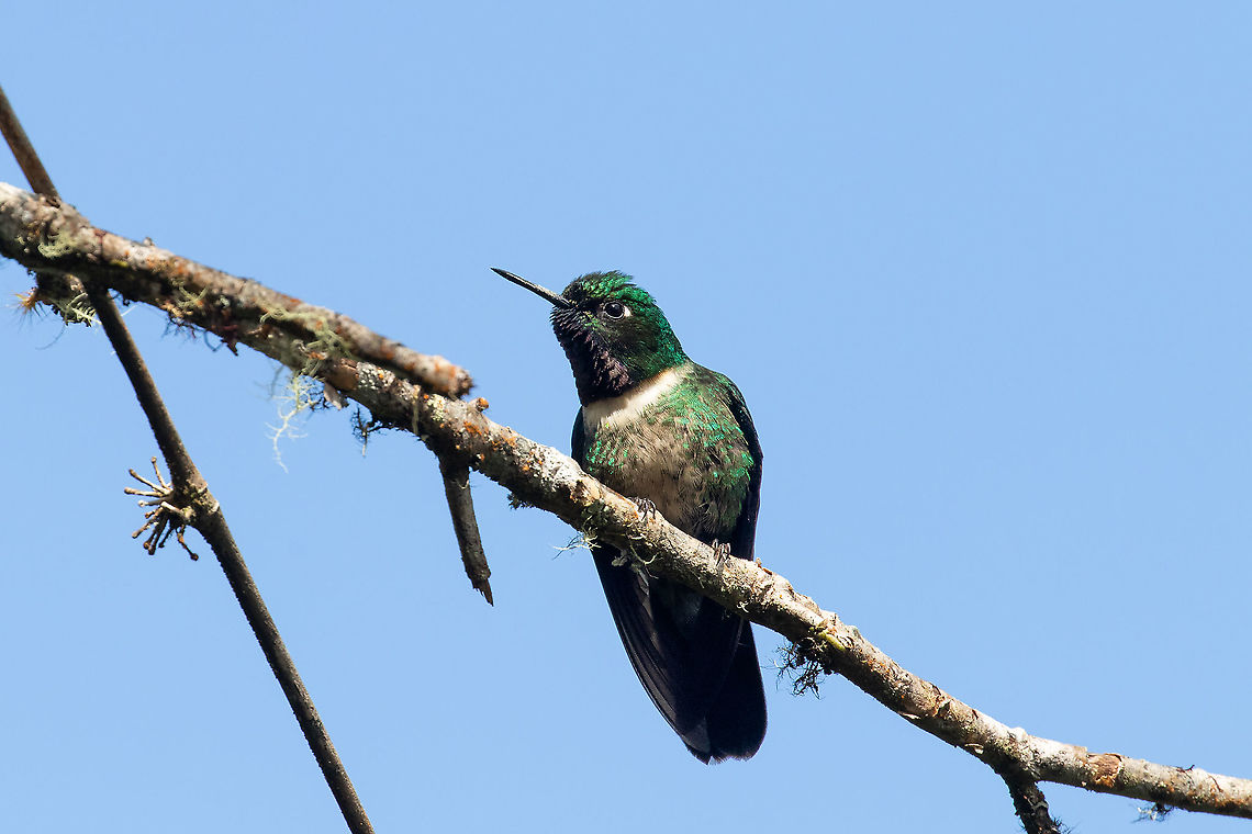 Amethyst-throated sunangel (Heliangelus amethysticollis) PNYC - San Alberto, Pasco, Peru. Mar 13, 2020 Amethyst-throated sunangel,Geotagged,Heliangelus amethysticollis,Peru,Summer