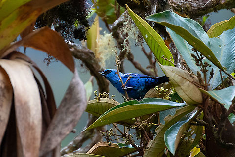 Blue-and-black tanager (Tangara vassorii) PNYC - San Alberto, Pasco, Peru. Mar 10, 2020 Blue-and-black tanager,Geotagged,Peru,Summer,Tangara vassorii