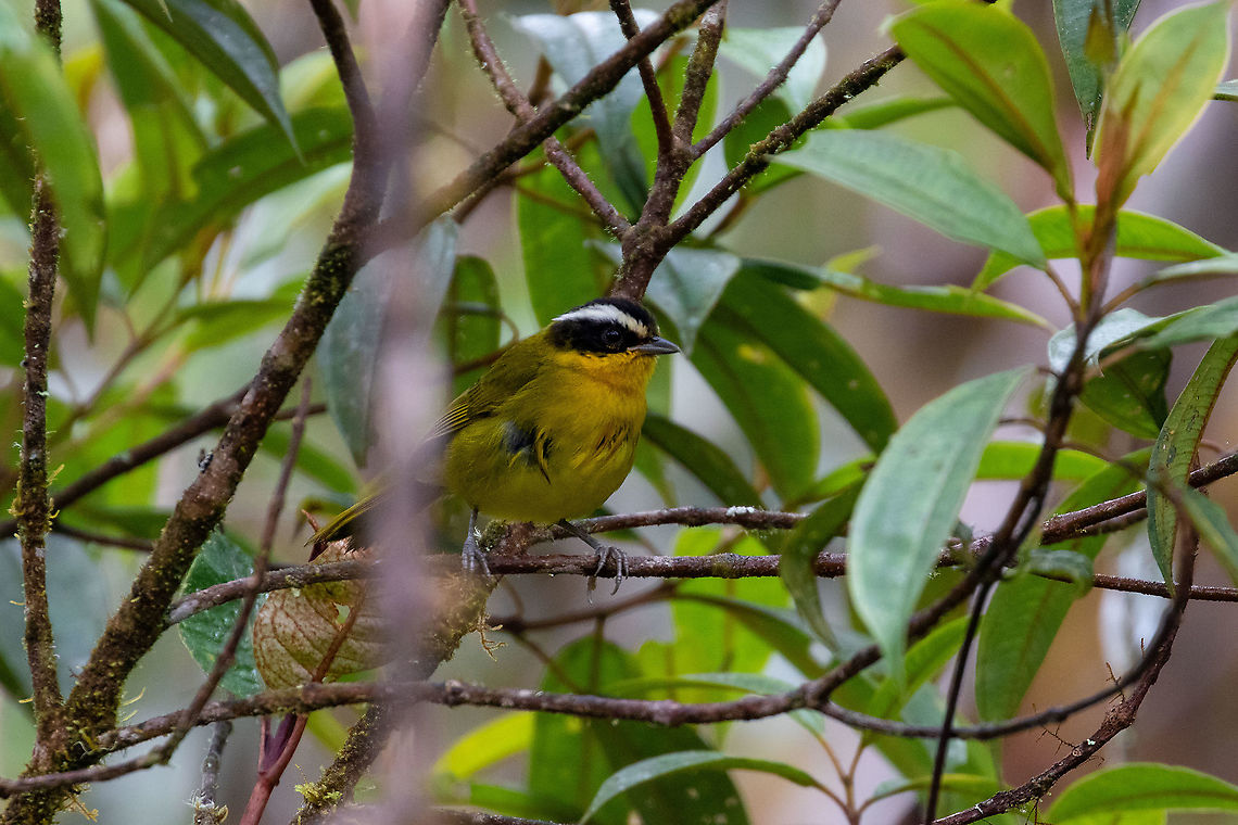 Black-capped hemispingus (Hemispingus atropileus) PNYC - San Alberto, Pasco, Peru. Mar 9, 2020 Black-capped hemispingus,Geotagged,Hemispingus atropileus,Peru,Summer