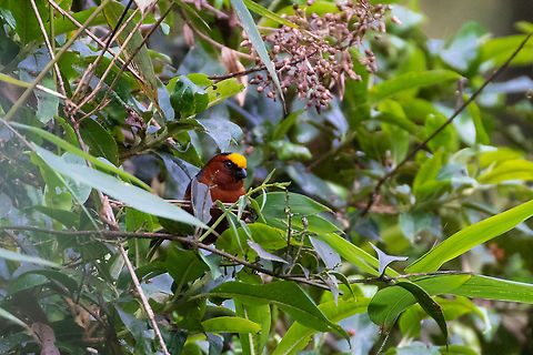 Plushcap (Catamblyrhynchus diadema) PNYC - San Alberto, Pasco, Peru. Mar 10, 2020 Catamblyrhynchus diadema,Geotagged,Peru,Plushcap,Summer