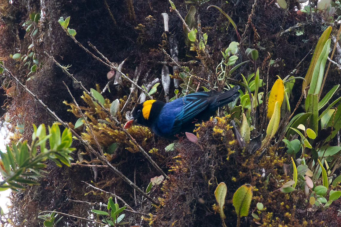 Yellow-scarfed tanager (Iridosornis reinhardti) PNYC - San Alberto, Pasco, Peru. Mar 9, 2020 Geotagged,Iridosornis reinhardti,Peru,Summer,Yellow-scarfed tanager