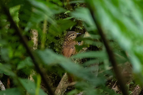 Rusty-winged barbtail (Premnornis guttuliger) PNYC - San Alberto, Pasco, Peru. Mar 11, 2020 Geotagged,Peru,Premnornis guttuliger,Rusty-winged barbtail,Summer