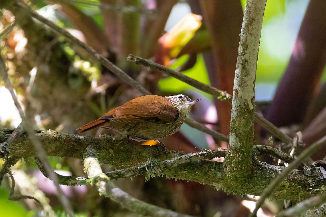 Streaked xenops (Xenops rutilans) PNYC - San Alberto, Pasco, Peru. Mar 11, 2020 Geotagged,Peru,Streaked xenops,Summer,Xenops rutilans