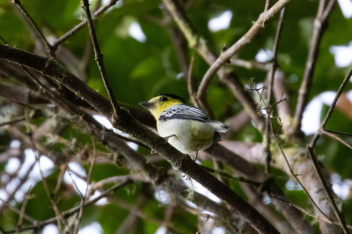 Barred becard (Pachyramphus versicolor) PNYC - San Alberto, Pasco, Peru. Mar 12, 2020 Barred becard,Geotagged,Pachyramphus versicolor,Peru,Summer