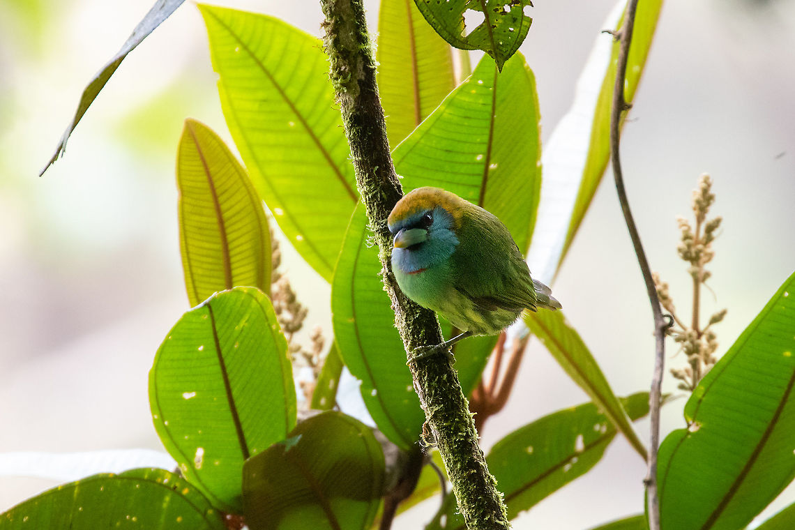 Versicolored barbet (Eubucco versicolor) PNYC - San Alberto, Pasco, Peru. Mar 14, 2020 Eubucco versicolor,Geotagged,Peru,Summer,Versicolored barbet