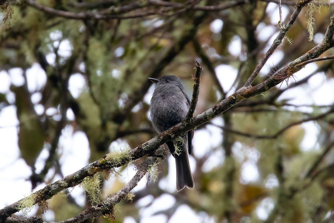 Smoke colored pewee (Contopus fumigatus) PNYC - San Alberto, Pasco, Peru. Mar 14, 2020 Contopus fumigatus,Geotagged,Peru,Smoke-colored pewee,Summer