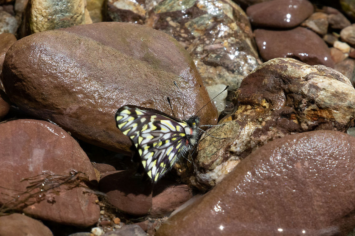 Chelidonis Dartwhite (Catasticta chelidonis) PNYC - San Alberto, Pasco, Peru. Mar 11, 2020 Catasticta chelidonis,Chelidonis Dartwhite,Geotagged,Peru,Summer
