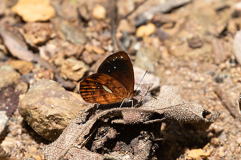 Weymer's Mountain Satyr (Lymanopoda rana) PNYC - San Alberto, Pasco, Peru. Mar 11, 2020 Geotagged,Lymanopoda rana,Peru,Summer,Weymer's Mountain Satyr