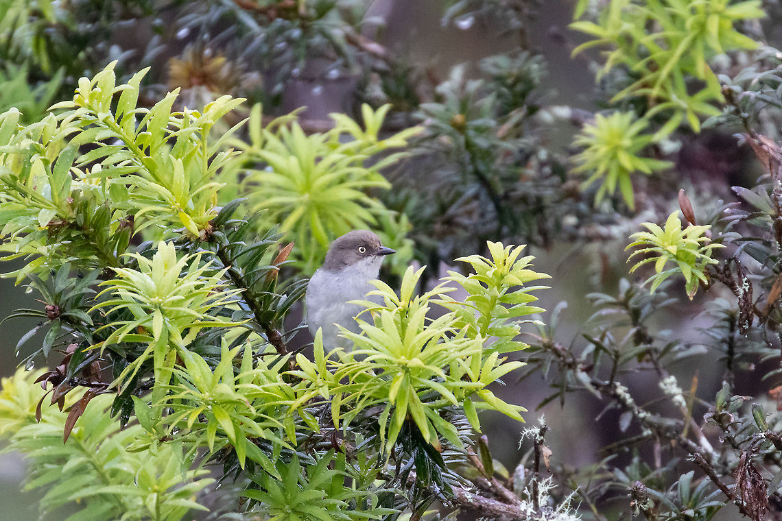 Drab hemispingus (Hemispingus xanthophthalmus) PNYC - San Alberto, Pasco, Peru. Mar 13, 2020 Drab hemispingus,Geotagged,Hemispingus xanthophthalmus,Peru,Summer