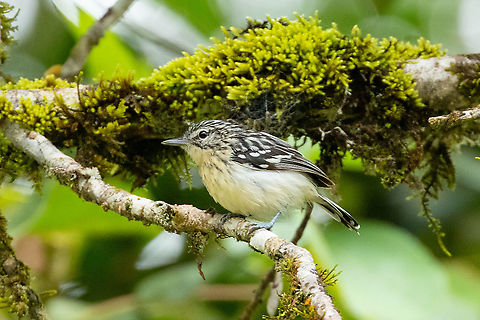 Stripe-chested antwren (Myrmotherula longicauda) Laguna El Oconal, Villa Rica, Pasco, Peru. Jan 19, 2020 Geotagged,Myrmotherula longicauda,Peru,Stripe-chested antwren,Summer