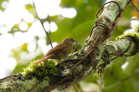 Ash-browed spinetail