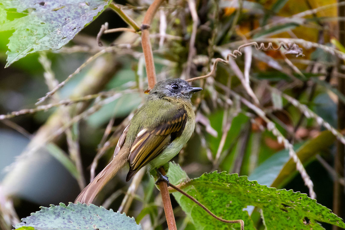 Inca flycatcher (Leptopogon taczanowskii) PNYC - San Alberto, Pasco, Peru. Mar 17, 2020 Geotagged,Inca flycatcher,Leptopogon taczanowskii,Peru,Summer